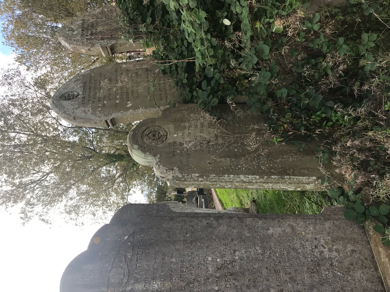 Weathered gravestones among ivy