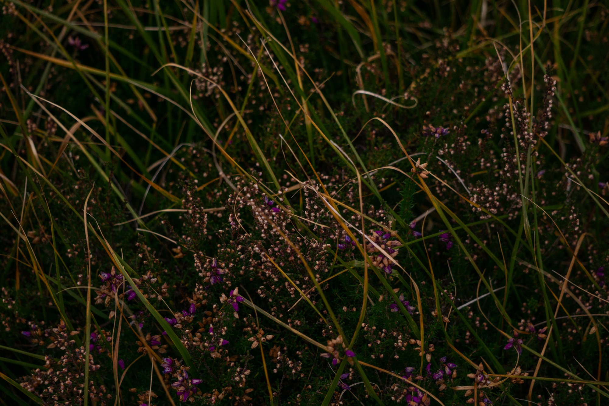 Heather and grass on a Scottish hillside